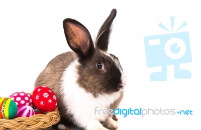 Rabbit And Easter Eggs In Green Grass Stock Photo