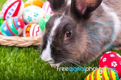 Rabbit And Easter Eggs In Green Grass Stock Photo