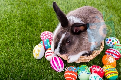 Rabbit And Easter Eggs In Green Grass Stock Photo