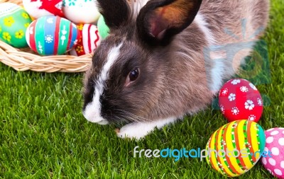 Rabbit And Easter Eggs In Green Grass Stock Photo