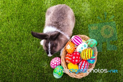 Rabbit And Easter Eggs In Green Grass Stock Photo