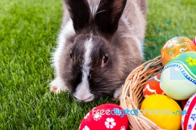 Rabbit And Easter Eggs In Green Grass Stock Photo