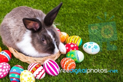 Rabbit And Easter Eggs In Green Grass Stock Photo