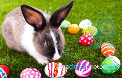 Rabbit And Easter Eggs In Green Grass Stock Photo