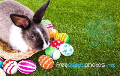 Rabbit And Easter Eggs In Green Grass Stock Photo