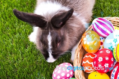 Rabbit And Easter Eggs In Green Grass Stock Photo