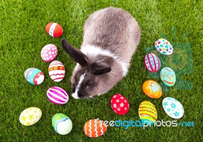 Rabbit And Easter Eggs In Green Grass Stock Photo