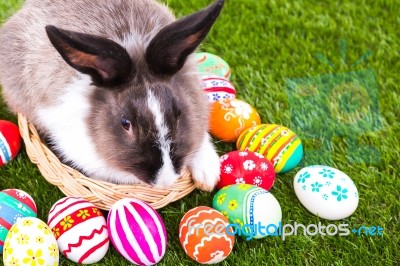 Rabbit And Easter Eggs In Green Grass Stock Photo