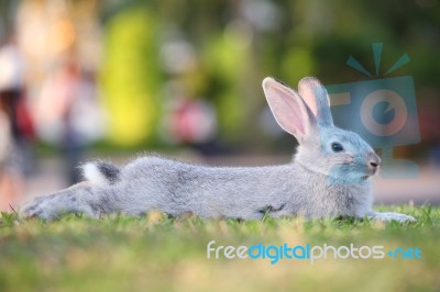 Rabbit Laying On Field Stock Photo