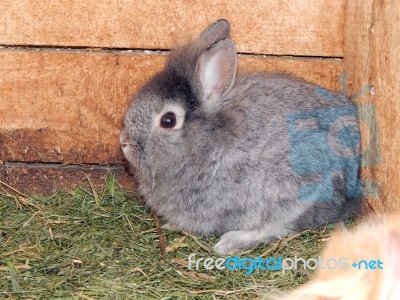 Rabbits In The Aviary Stock Photo