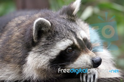 Raccoon Stock Photo