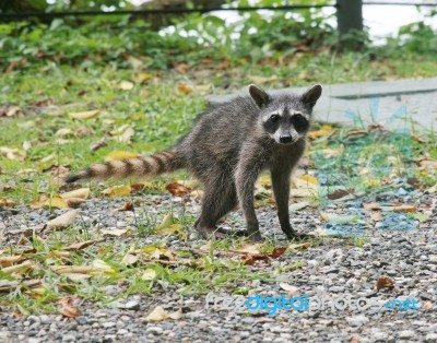 Raccoon Stock Photo