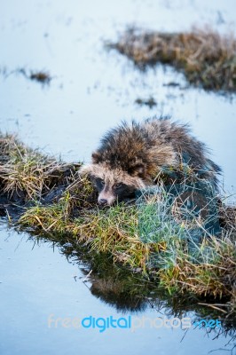 Raccoon Dog On A Hummock On A Swamp Stock Photo