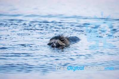 Raccoon Dog Swimming Stock Photo