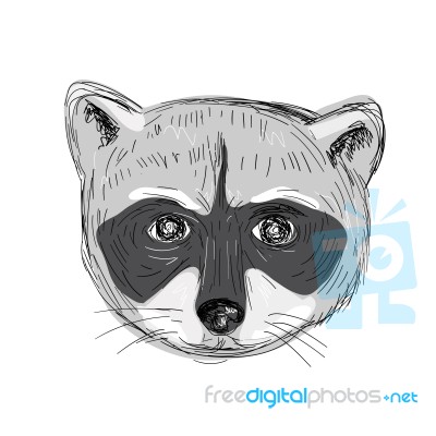 Raccoon Head Front Drawing Stock Image