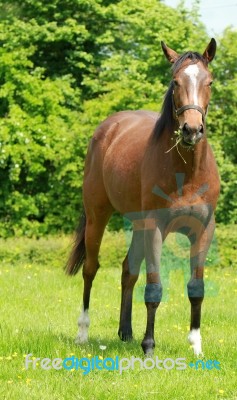 Racehorse Foal Eating Stock Photo