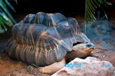 Radiated Tortoise (astrochelys Radiata) Stock Photo