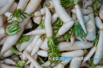 Radish Stock Photo