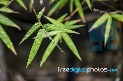 Rain Drop On Bamboo Leaves Stock Photo