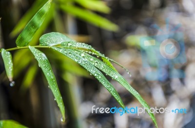 Rain Drop On Bamboo Leaves Stock Photo