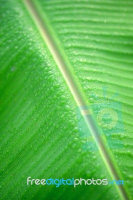 Rain Drop On Green Banana Leaf Background Stock Photo