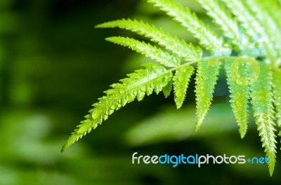 Rain Drops On Fern Leaf Stock Photo