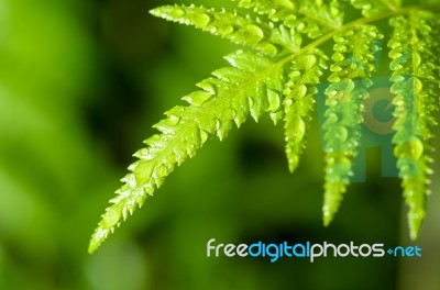 Rain Drops On Fern Leaf Stock Photo