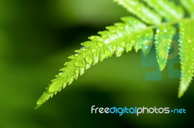 Rain Drops On Fern Leaf Stock Photo