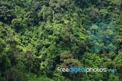 Rain Forest Stock Photo