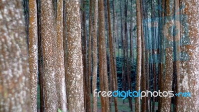 Rain Forest Stock Photo