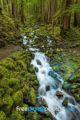 Rain Forest And Cascades Along Sol Duc Falls Trail Stock Photo