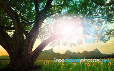 Rain Tree And Sun Shining On The Sky With Sunflowers Field Backg… Stock Photo