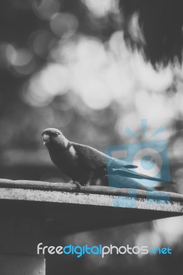 Rainbow Lorikeet Stock Photo