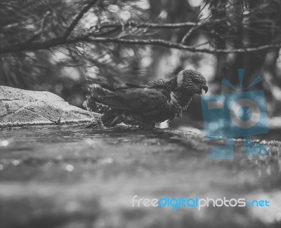 Rainbow Lorikeet Stock Photo