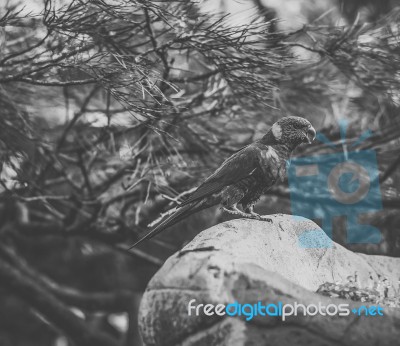 Rainbow Lorikeet Stock Photo