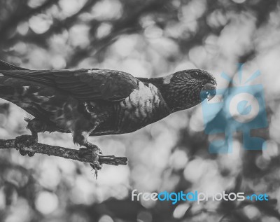 Rainbow Lorikeet Stock Photo