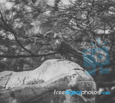 Rainbow Lorikeet Stock Photo