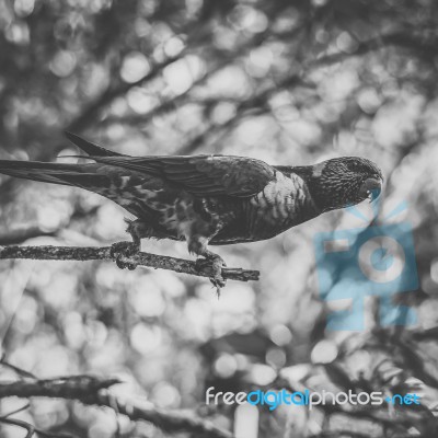 Rainbow Lorikeet Stock Photo