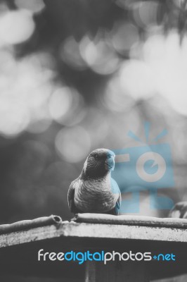 Rainbow Lorikeet Stock Photo