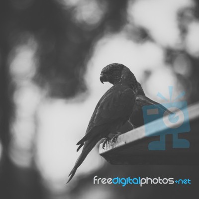 Rainbow Lorikeet Stock Photo