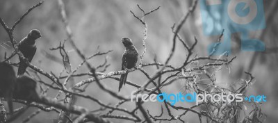 Rainbow Lorikeet Stock Photo