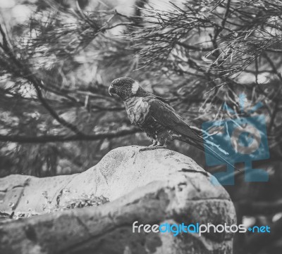 Rainbow Lorikeet Stock Photo