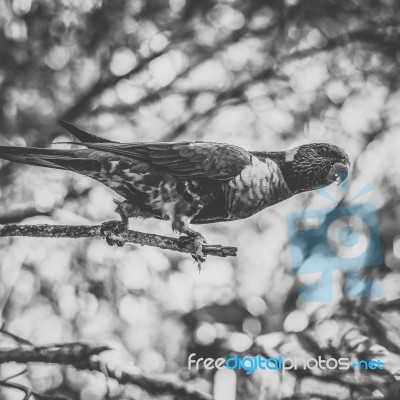 Rainbow Lorikeet Stock Photo