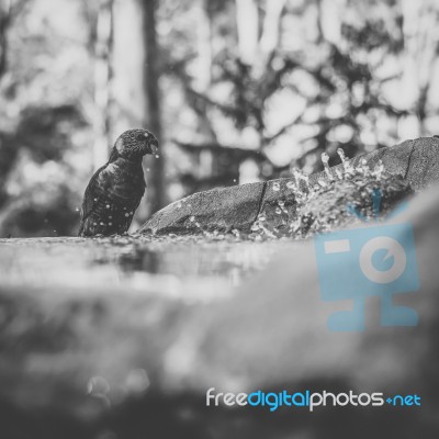 Rainbow Lorikeet Stock Photo