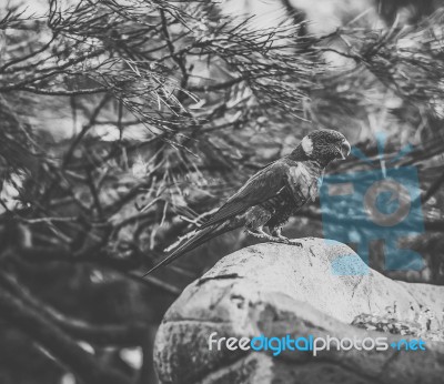 Rainbow Lorikeet Stock Photo