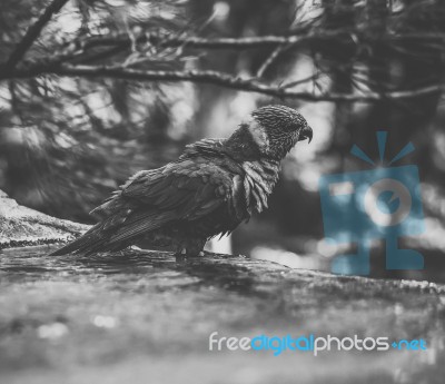 Rainbow Lorikeet Stock Photo