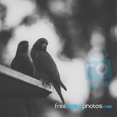 Rainbow Lorikeet Stock Photo