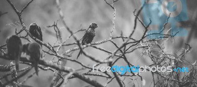 Rainbow Lorikeet Stock Photo