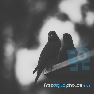 Rainbow Lorikeet Stock Photo