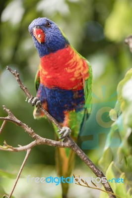 Rainbow Lorikeet Stock Photo